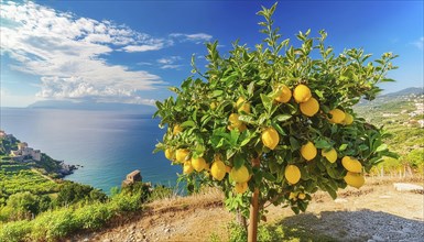 Lemon tree with ripe fruit in a Mediterranean landscape AI generated, AI generated