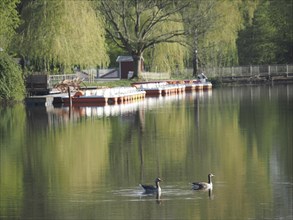 Two ducks swimming in a quiet lake, along a pier with boats and a large tree in spring landscape,
