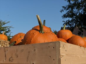 Pumpkins in a wooden box under a blue sky, some decorated with warts, many orange pumpkins at