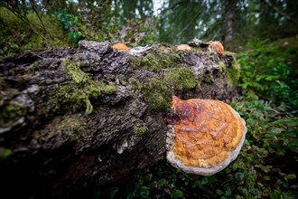 Tree sponge, mossy tree trunk lying on the ground, Sweden, Europe