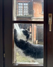 Cat Stretching in a Window in Switzerland