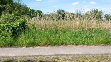 Roadside with tall grass and wild plants next to a flagstone path, flowering strip, field edge,