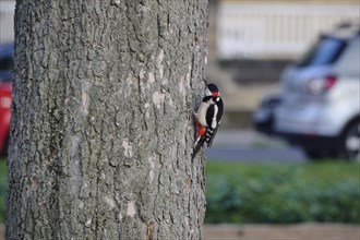Great spotted woodpecker (Dendrocopos major) on a tree trunk between car traffic, Saxony, Germany,