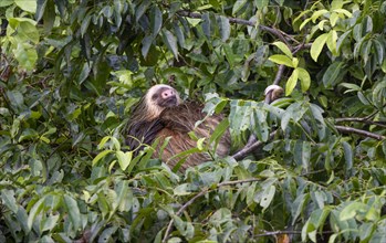 Linnaeus's two-toed sloth (Choloepus didactylus) sleeping between branches in a tree, Tortuguero