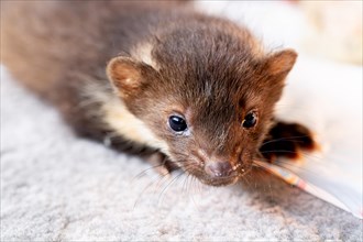 Beech marten (Martes foina), young animal in close-up at a food bowl in a wildlife rescue centre,