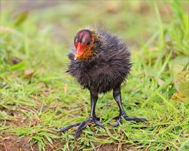 Eurasian Coot, Coot Rail, (Fulica atra), chick standing in a wet meadow, Ochsenmoor, spring, Lake