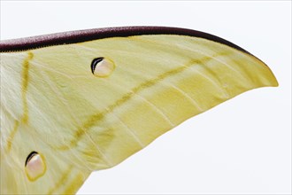 Indian luna moth (Actias selene), wings against a white background, captive, occurrence in Asia