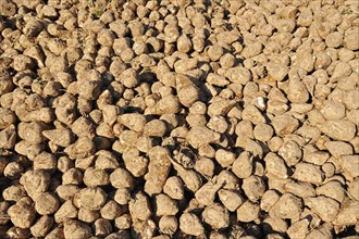 Harvested sugar beet (Beta vulgaris ssp. vulgaris var. altissima), sugar beet harvest,