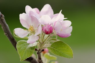 Apple tree (Malus domestica), blossoms, North Rhine-Westphalia, Germany, Europe