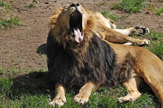 Yawning Asiatic Lion (Panthera leo persica) Nuremberg Zoo, Am Tiergarten 30, Nuremberg, Middle