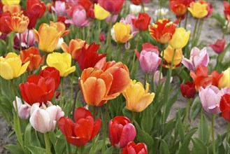 Tulips (Tulipa) on a flower bed
