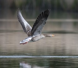 Greylag goose (Anser anser) flying over a pond, Thuringia, Germany, Europe