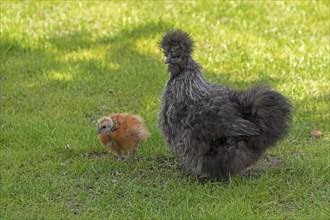 Silkie hen with chicks, Wittorf, Samtgemeinde Bardowick, Lower Saxony, Germany, Europe