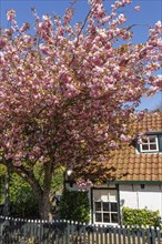 A blossoming tree in front of a small house with garden fence and window on a sunny spring day,