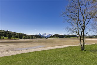 Drained Forggensee, empty, reservoir, flood protection, tree, Allgaeu Alps, snow, Ostallgaeu,