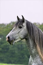 Andalusian, Andalusian horse, Spaniard