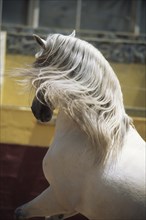 Andalusian, Andalusian horse, Antequera, Andalusia, Spain, Mane, Europe