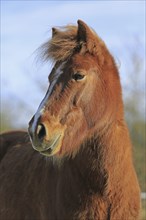 Icelander, Icelandic horse, Portrait