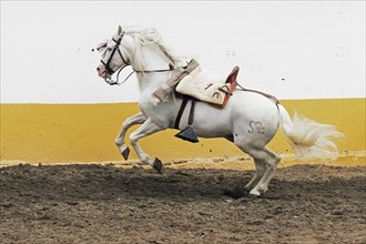 Andalusian, Andalusian horse, Antequera, Andalusia, Spain, saddled, Europe