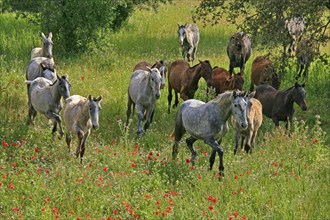 Andalusian, Andalusian horse, Antequerra, Andalusia, Spain, mountain meadow, Europe