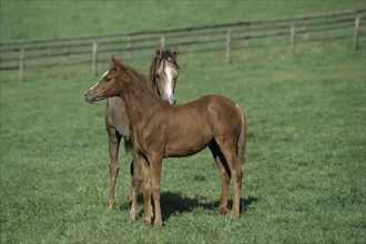 Arabian, Horse, Foal