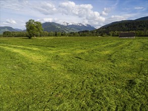 Freshly mown meadow with hay barn, snow-covered mountain peaks behind, near Irdning, Ennstal,