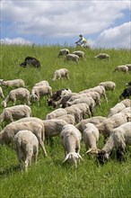 Sheep grazing on the dyke, cyclist, Elbe cycle path near Boizenburg, Mecklenburg-Western Pomerania,