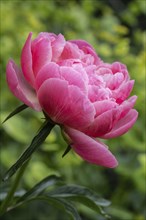 Peony (Paeonia Coral Charm), Emsland, Lower Saxony, Germany, Europe