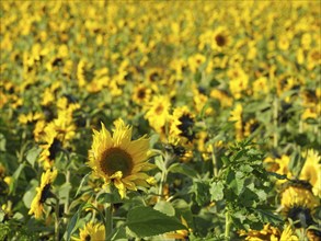 Sunflowers in close-up on a large field with lush vegetation, blooming yellow sunflowers in a field