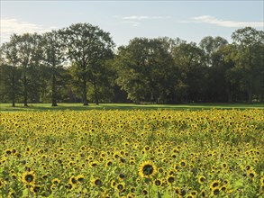 Wide field full of blooming sunflowers with a forest in the background, blooming yellow sunflowers