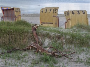 Several beach chairs on a sandy beach, in the foreground a fallen tree trunk and grasses, beach