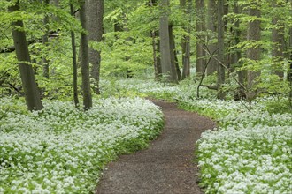 Path through near-natural deciduous forest with flowering ramson (Allium ursinum), Hainich National