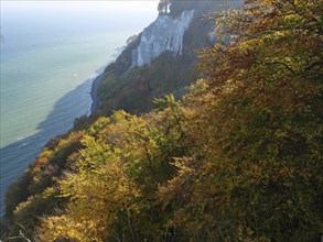 An autumn coloured cliff on a coast with golden leaves and blue sea in the early morning light,