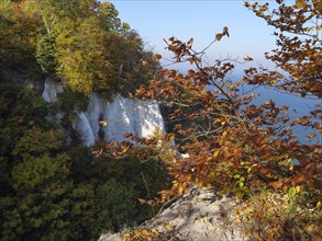 Colourful autumn leaves and branches rise against the background of cliffs and sea, autumn leaves
