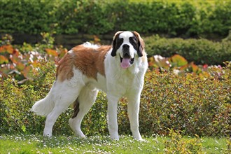 St Bernard, St Bernard dog