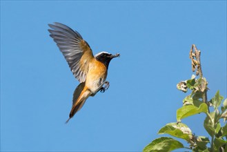 A common redstart (Phoenicurus phoenicurus), male, in flight, holding an insect in its beak, wings