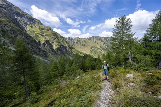 Mountaineer on a hiking trail, mountain landscape with green meadows and larches, Obergailtal,