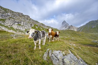 Cows on a mountain meadow, alpine meadow, mountain landscape with green meadows, rocky summit of