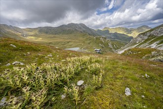 Flowering thistles on a mountain meadow, view to the mountain hut Obstanserseehuette at the