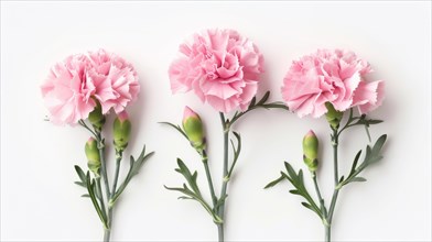 Three pink carnations with buds, arranged horizontally against a white background, AI generated