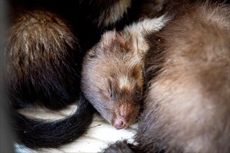 Beech marten (Martes foina), practical animal welfare, two young animals sleeping in a wildlife