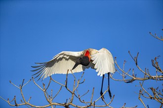 Jabiru (Jabiru mycteria) Pantanal Brazil