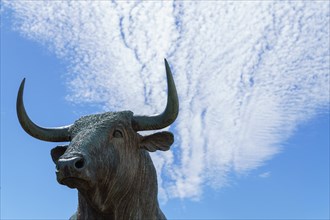 Close-up of the head of a fighting bull with a blue sky and clouds in the background