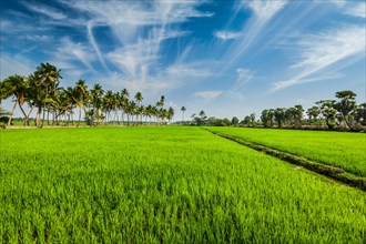Rural Indian scene, rice paddy field and palms. Tamil Nadu, India, Asia