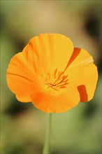 California poppy (Eschscholzia californica), flower, ornamental plant, North Rhine-Westphalia,