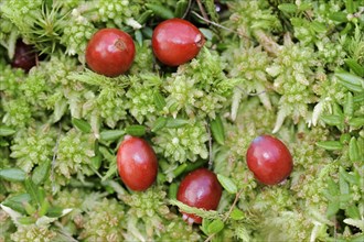 Small cranberry (Vaccinium oxycoccos, Oxycoccus palustris), berries, North Rhine-Westphalia,