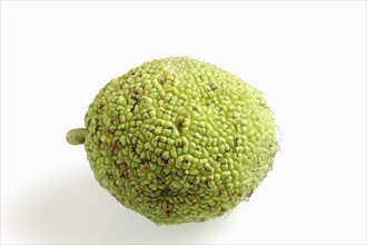 Hedge apple (Maclura pomifera), fruit on white background