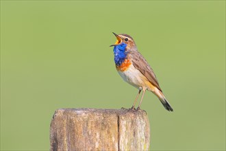 White-starred bluethroat (Luscinia svecica cyanecula), male, singing from a wooden fence post,