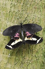 Torquatus Swallowtail (Papilio torquatus), pair copulating, captive, occurring in South America