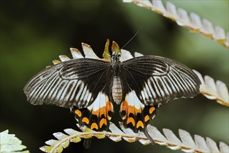 Common Mormon (Papilio polytes, Papilio polytes ledebouria), female, captive, occurring in Asia